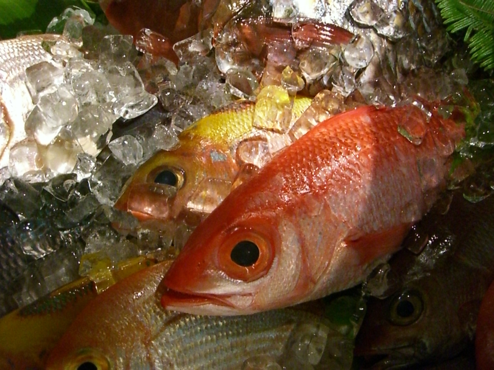 福岡では、あまり見かけにない南の魚たち