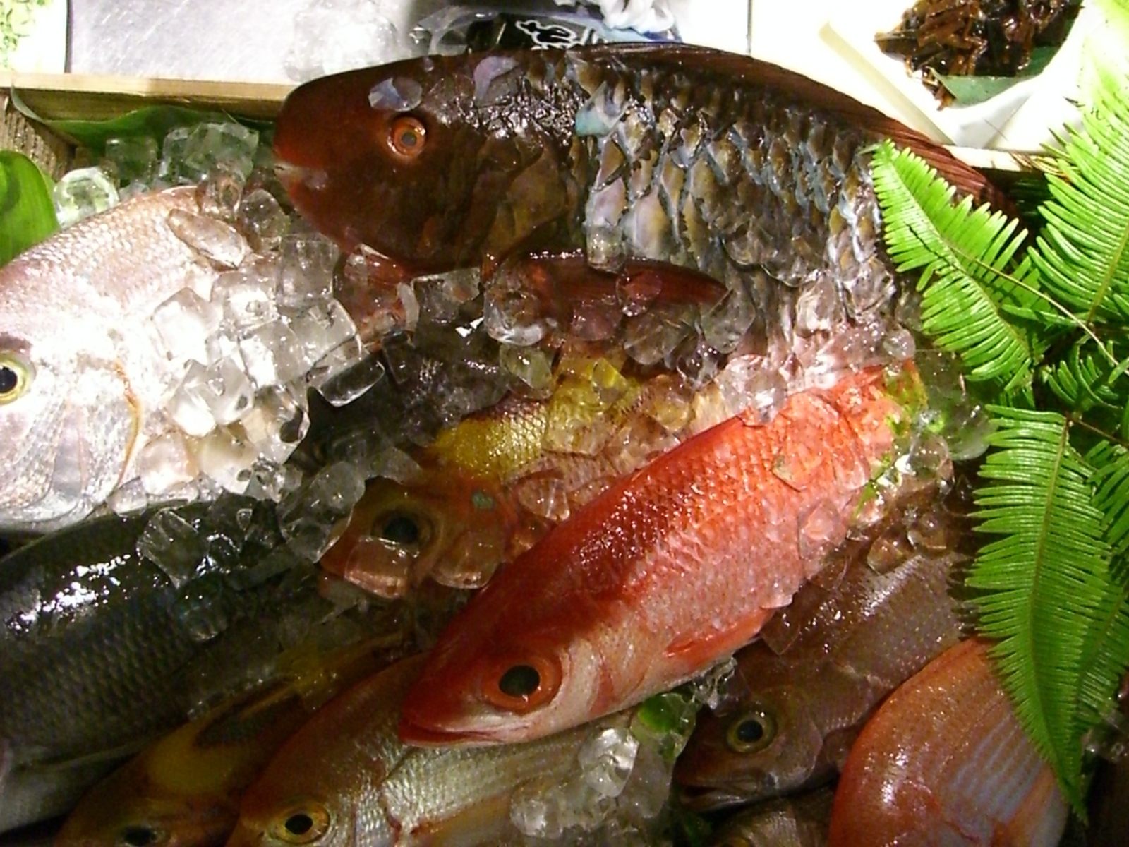 福岡では、なかなか見ることのない南の魚がいっぱい！