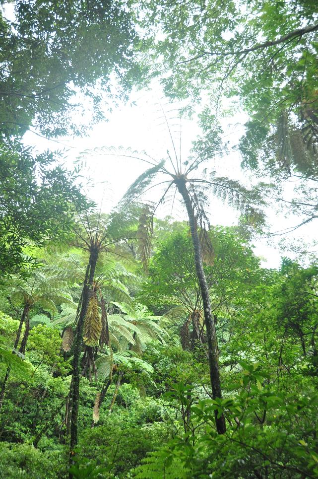 古代より守り続けられる島の神秘的聖地“金作原原生林”