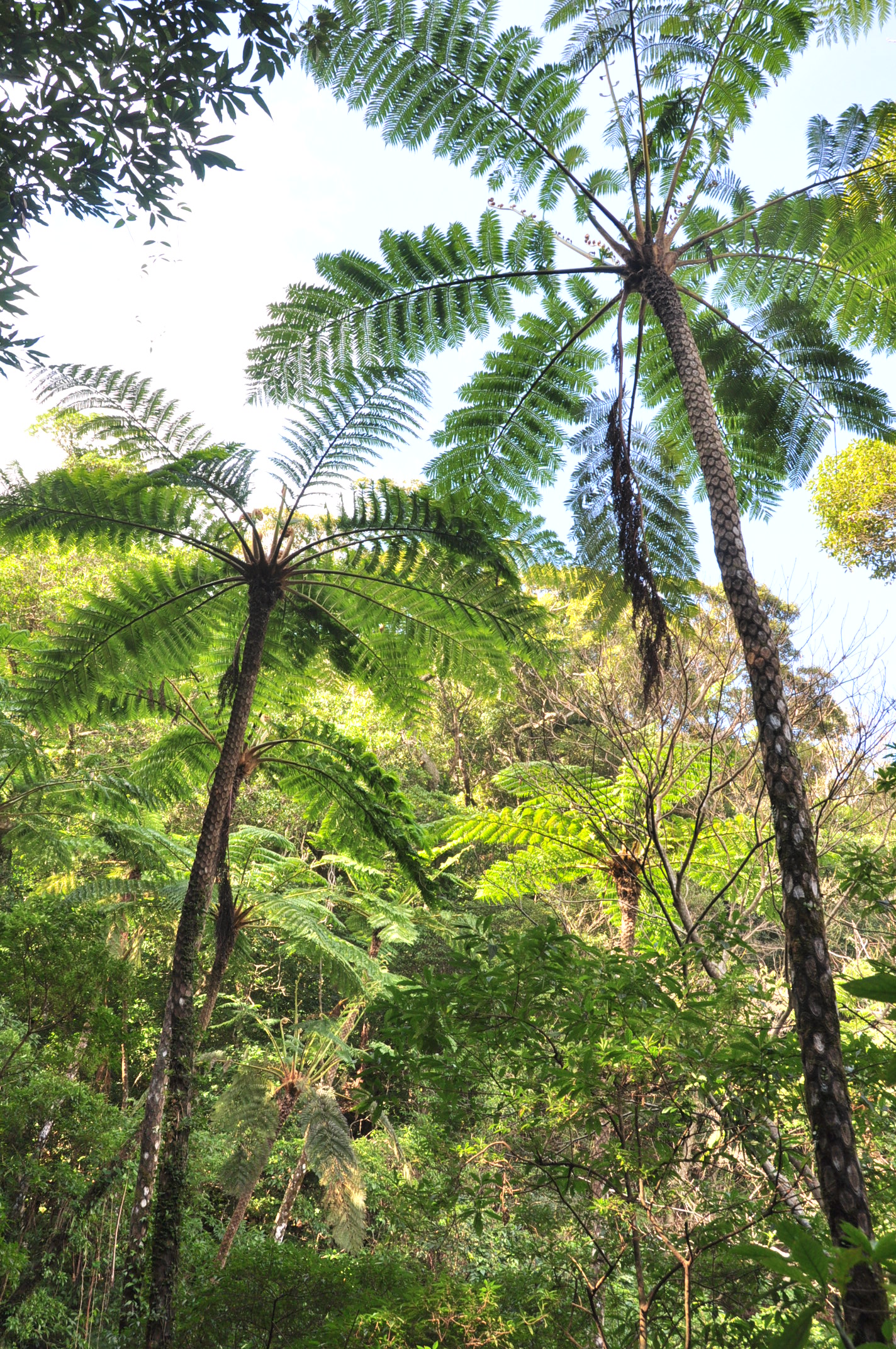約3億6000年前からの古代のヘゴ・ヒカゲヘゴ！