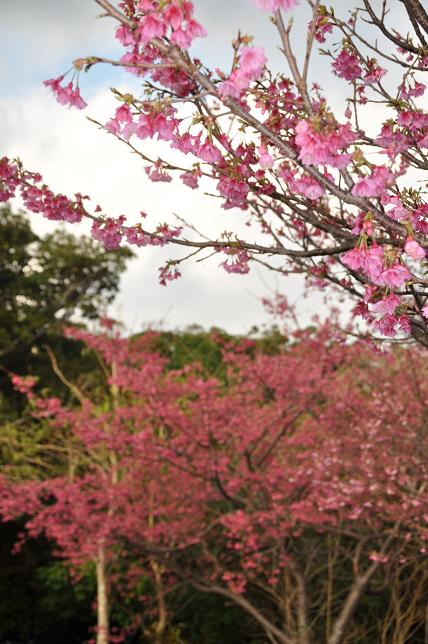 ２月上旬には、満開の桜“緋寒桜”鮮やかな紅い花びら
